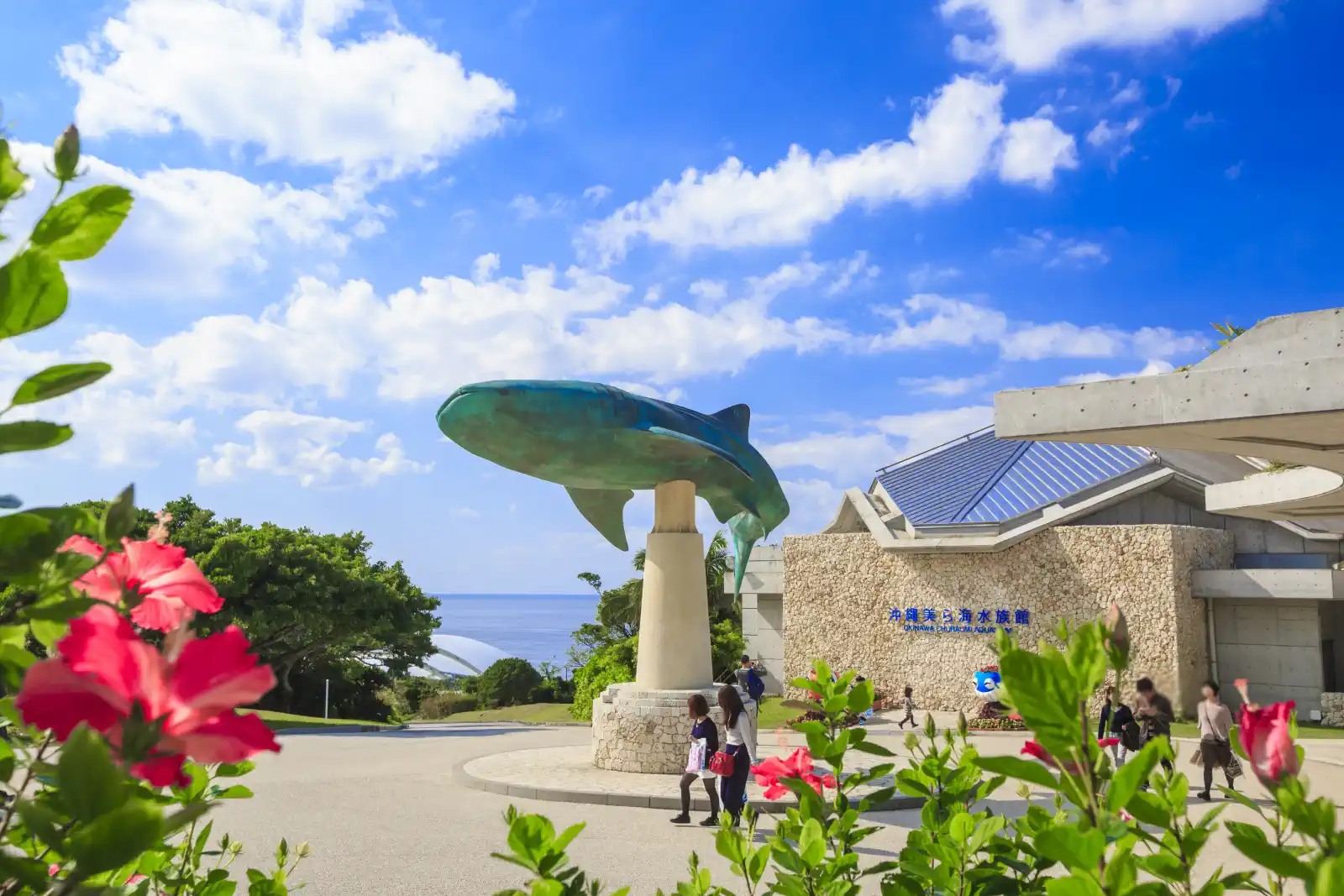 沖縄美ら海水族館へ朝早くに行くのがポイント！沖縄美ら海水族館とジャングリア沖縄を半日ずつ満喫しよう